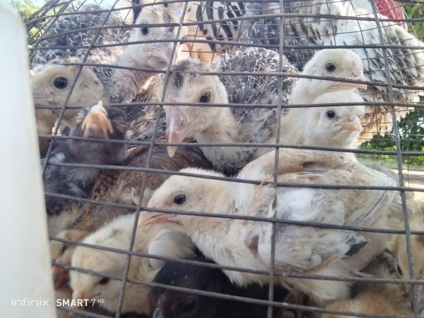 Poultry keeping project training